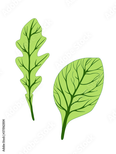 Arugula rucola (rocket salad) and spinach. Green leaves isolated on white background. Vector illustration. Fresh herbs. Botanical art. Vegetarian Ingredient. Logo, print, organic food, market