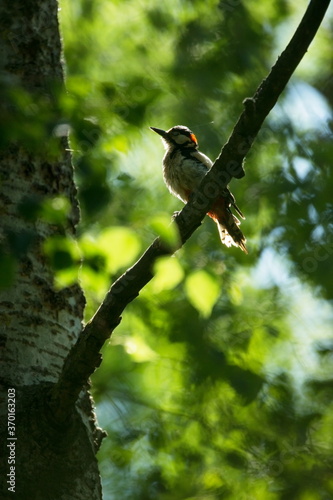 Dendrocopos major. Wild nature of the Czech Republic. Evening photography. Free nature. Beautiful picture. Photos of nature. photo