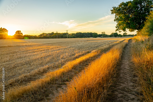 Field margin of a harvested wheat field at dusk