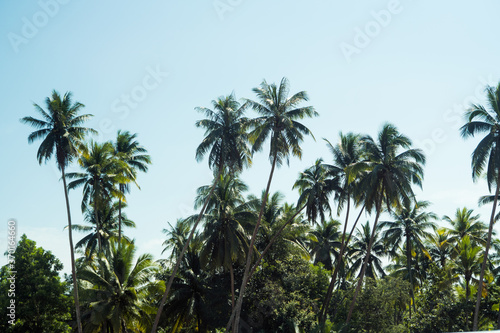 Palm trees in a sunny day, beautiful tropical background.