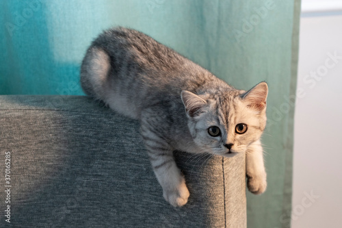 British shorthair cat pet prepared for a jump from an armchair with a fixing look.