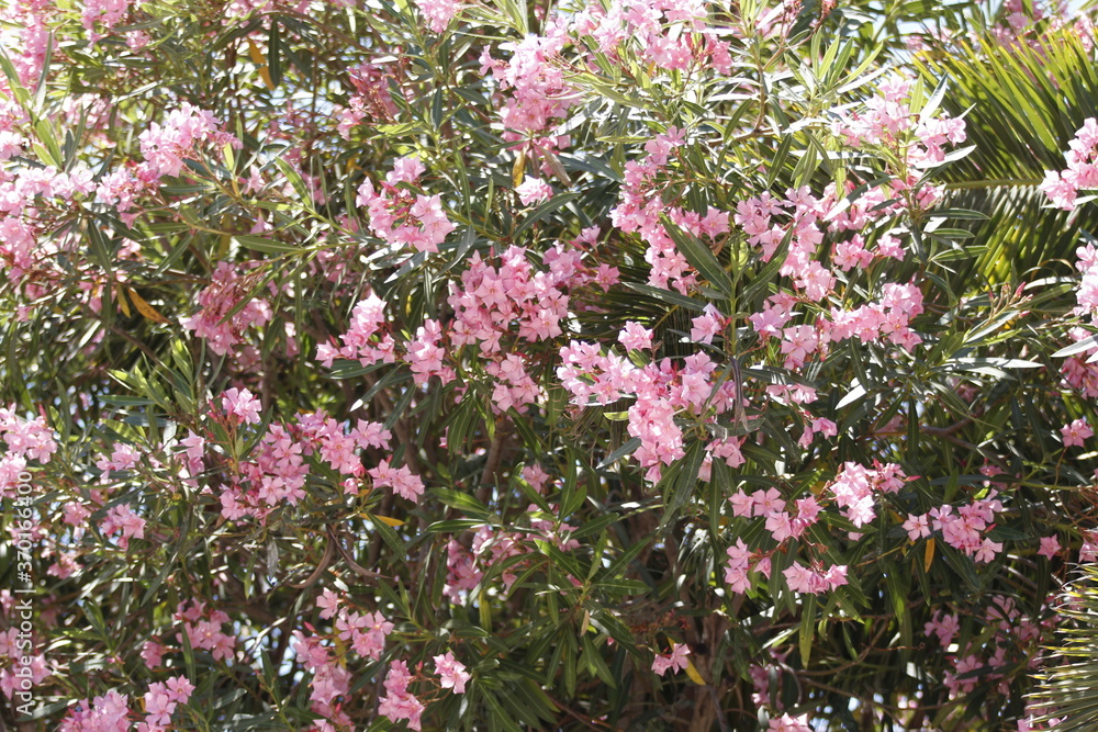 pink flowers in a garden pink flowers in a garden