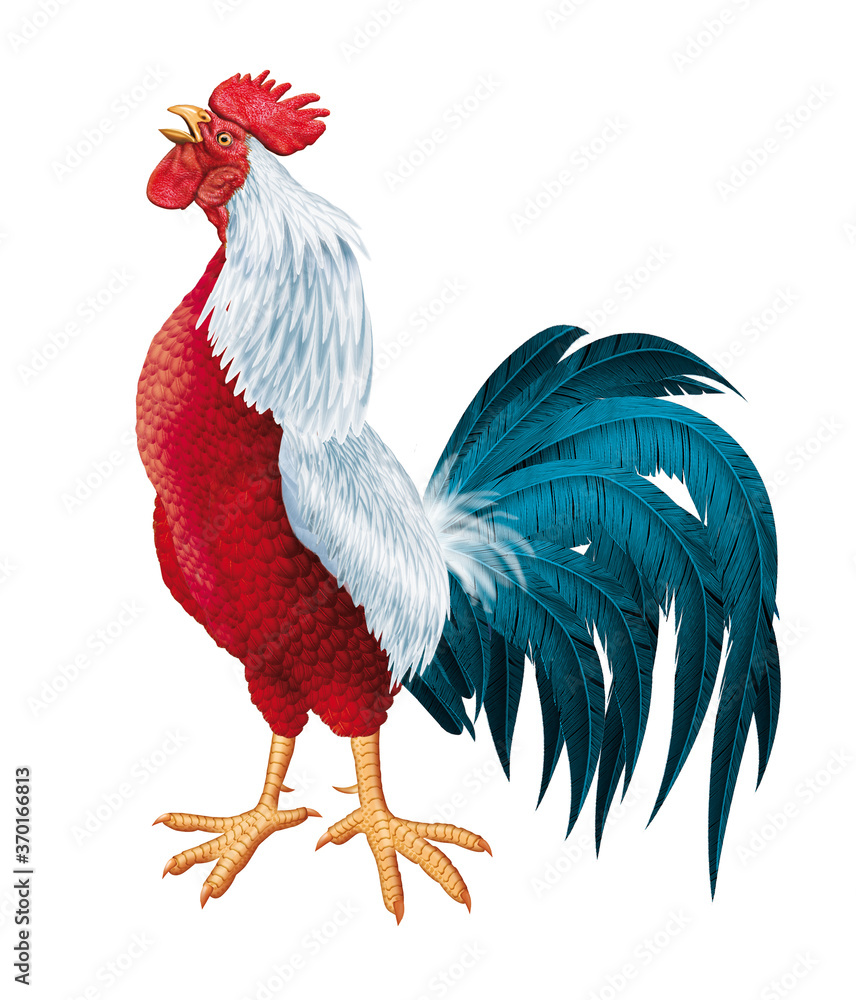 coq français, coq gaulois, coloré, bleu blanc rouge, mascotte, fier, mâle  dominant, chant de coq, orgueilleux, drapeau français, coupe du monde,  foot, ailes, oiseau, animal, ferme, volaille, coquelet, Illustration Stock  | Adobe