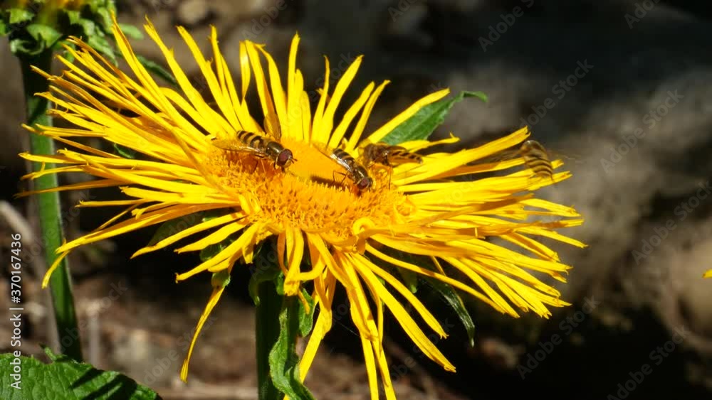 Honey bee on a Leucanthemum vulgare daisy flower collecting pollen. Honey bee on a Leucanthemum vulgare daisy flower collecting pollen.