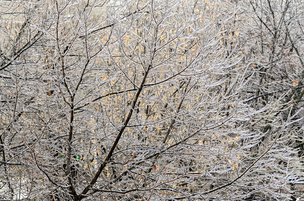 Freeze rain, trees branches covered by deep ice Freeze rain, trees branches covered by deep ice