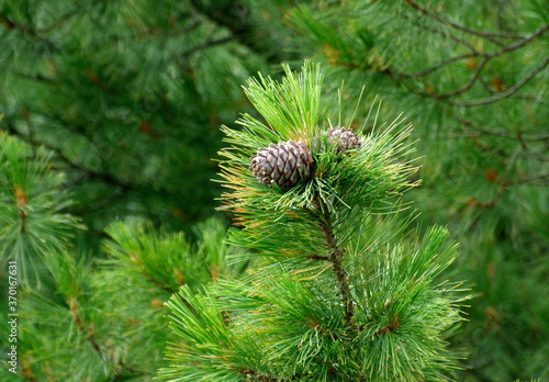 Cones Siberian cedar pine or Siberian cedar(Pínus sibírica) on a branch. Khanty-Mansiysk. Western Siberia. Russia.
