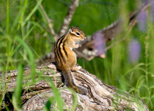 Young Asian Chipmunk (Tamias sibiricus) on the trunk of a fallen tree. Khanty-Mansiysk. Western Siberia. Russia.