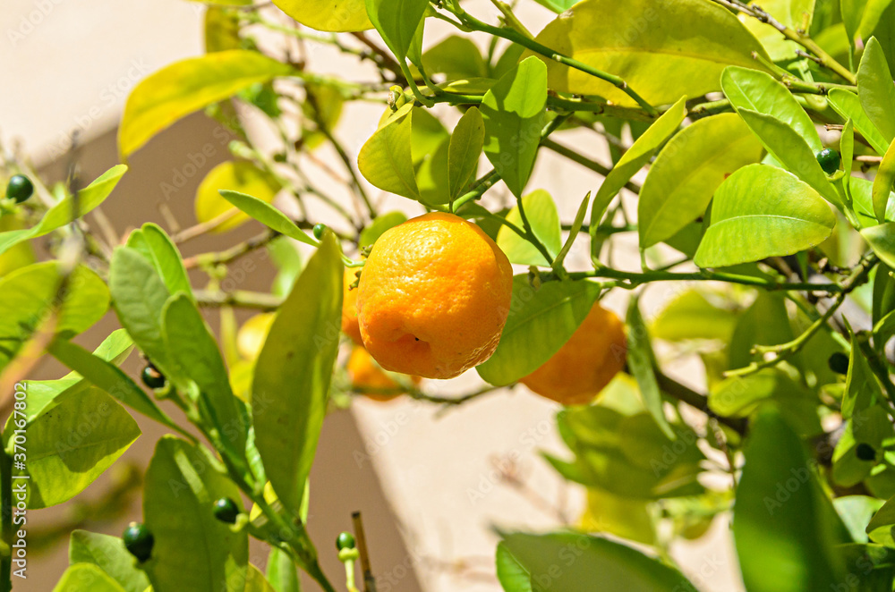 Orange fruit growing in a green tree