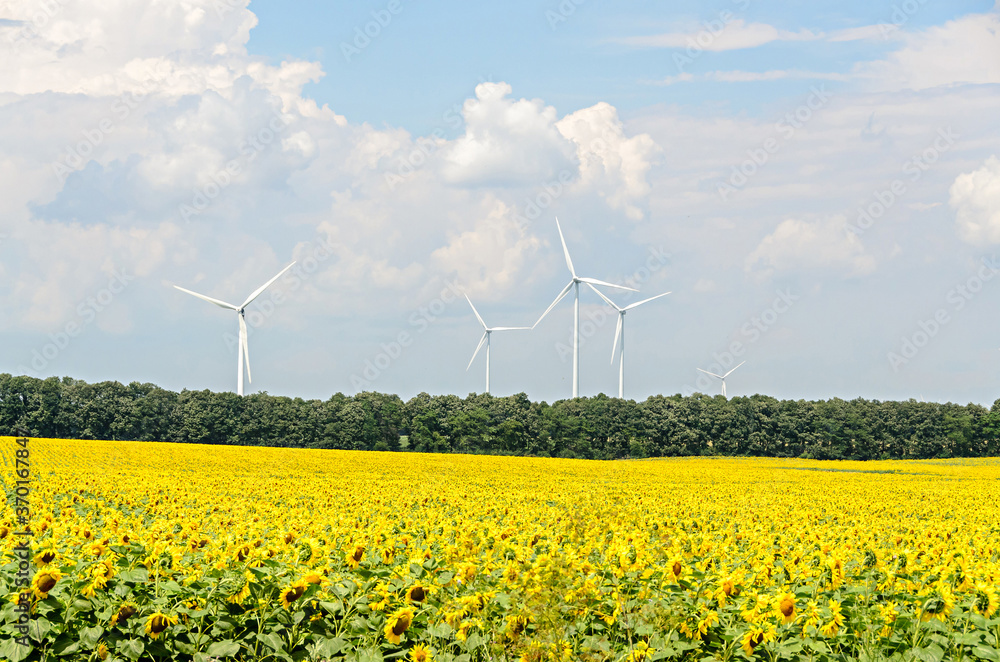 Sunflower yellow field countryside, blue sky, wind energy mill Sunflower yellow field countryside, blue sky, wind energy mill