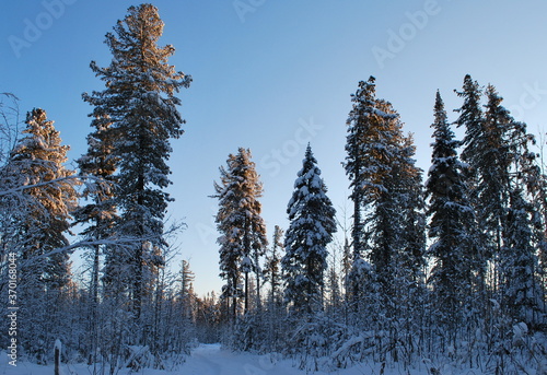 Trees in a snowy winter December forest on a Sunny morning. Khanty-Mansiysk. Western Siberia. Russia.