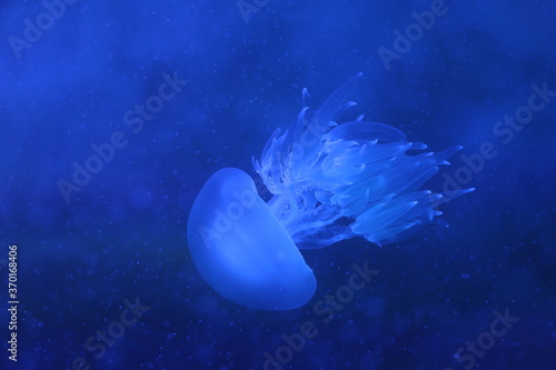 Amazing blue glowing Jellyfish (sea jellies) swimming  in deep blue water with trails. Light passes through the jellyfish creating the effect of glowing light in dangerous and mysterious blue