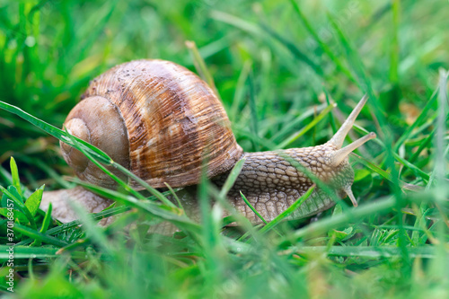 Macro photo of an adult grape snail crawling in green grass in summer day outdoors