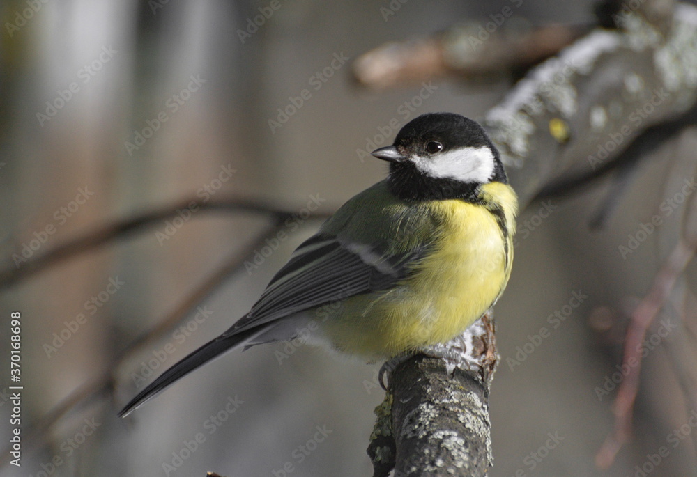 A great tit(Parus major) sits on a Linden branch on a Sunny February day. Moscow region. Russia. A great tit(Parus major) sits on a Linden branch on a Sunny February day. Moscow region. Russia.
