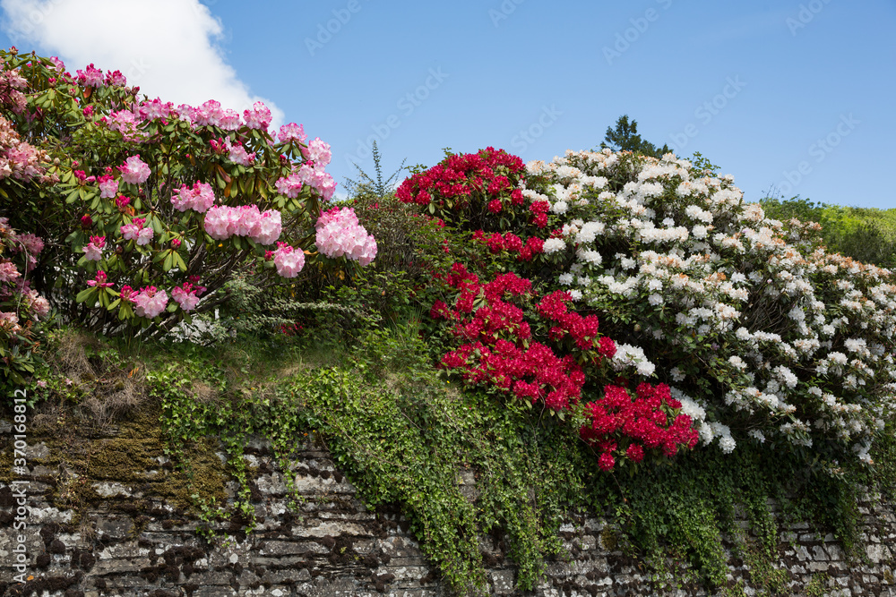 White, red and pink oleander in full bloom sitting on church wall in St. Neot, Cornwall UK