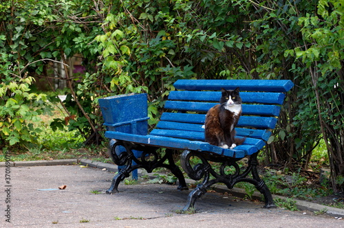 Photography Cat sitting on the blue bench in the fall. Moscow region. Russia.