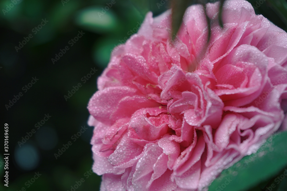 pink peony flower covered in dew pink peony flower covered in dew