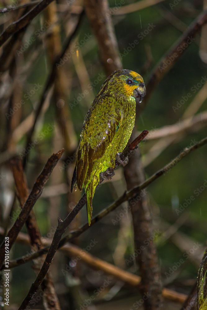 Wet orange-winged amazon (Amazona amazonica) sits on branches in the jungle in the rain. It is a large amazon parrot, also known locally as orange-winged parrot and loro guaro. Wet orange-winged amazon (Amazona amazonica) sits on branches in the jungle in the rain. It is a large amazon parrot, also known locally as orange-winged parrot and loro guaro.