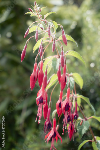 sun shining on red fuschias photo