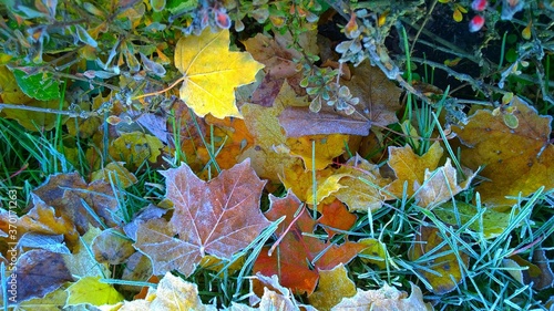 Фотография Natural background from fallen yellow orange, rusty frozen maple leaves and green grass covered with hoarfrost