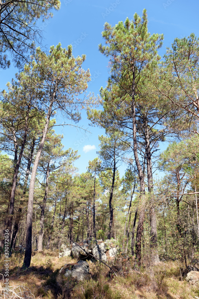 Circuit of 25 bumps hiking trail in Fontainebleau forest Circuit of 25 bumps hiking trail in Fontainebleau forest