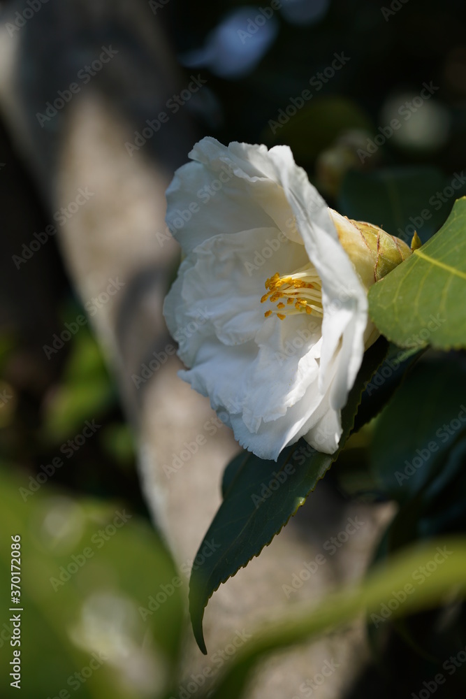 Fototapeta premium White Flower of Camellia in Full Bloom 