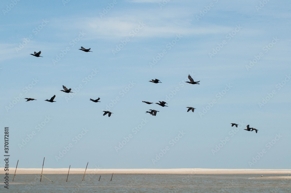 Biguás flying over Lagoa do Peixe in Tavares