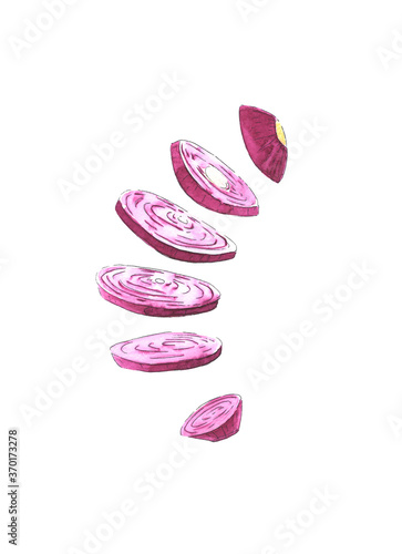 Sliced red onion. Watercolor hand drawn illustration, isolated on white background