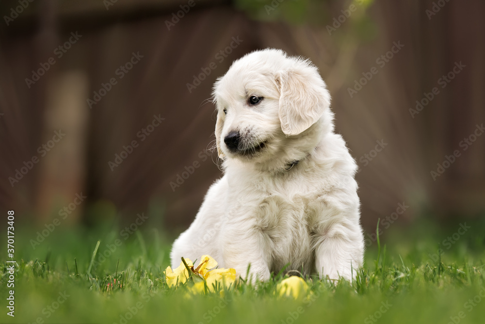 golden retriever puppy sitting on grass in summer