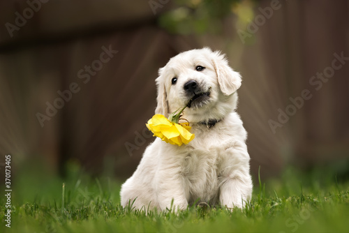 adorable puppy holding a yellow rose outdoors in summer