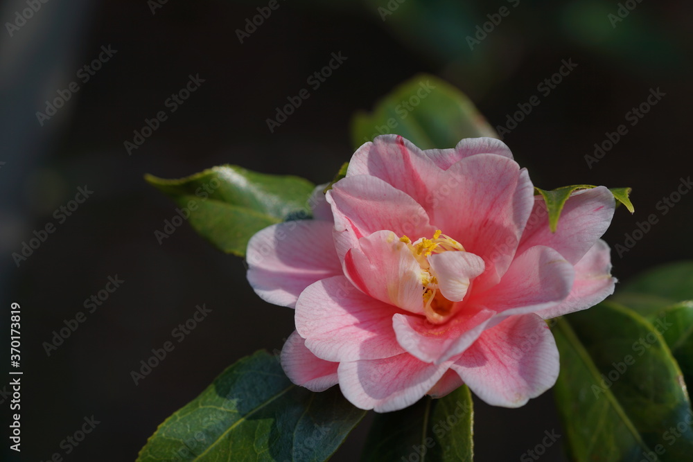 Faint Pink Flower of Camellia in Full Bloom
Faint Pink Flower of Camellia in Full Bloom
