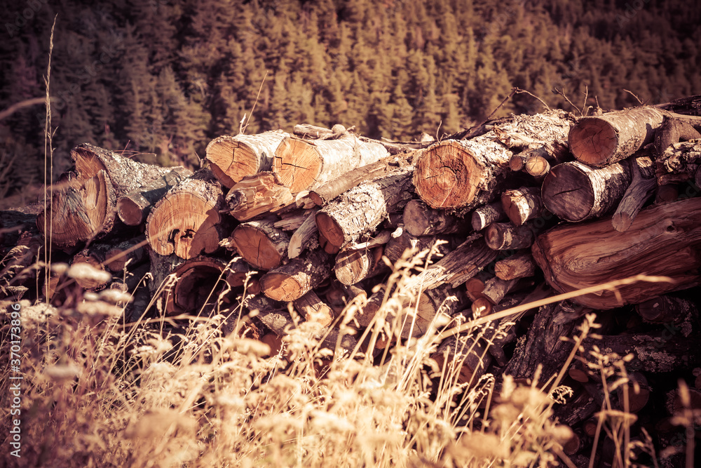 Fototapeta premium Stacked timber logs with background of mountains and forest. Taken in South Africa's border region to Swaziland.