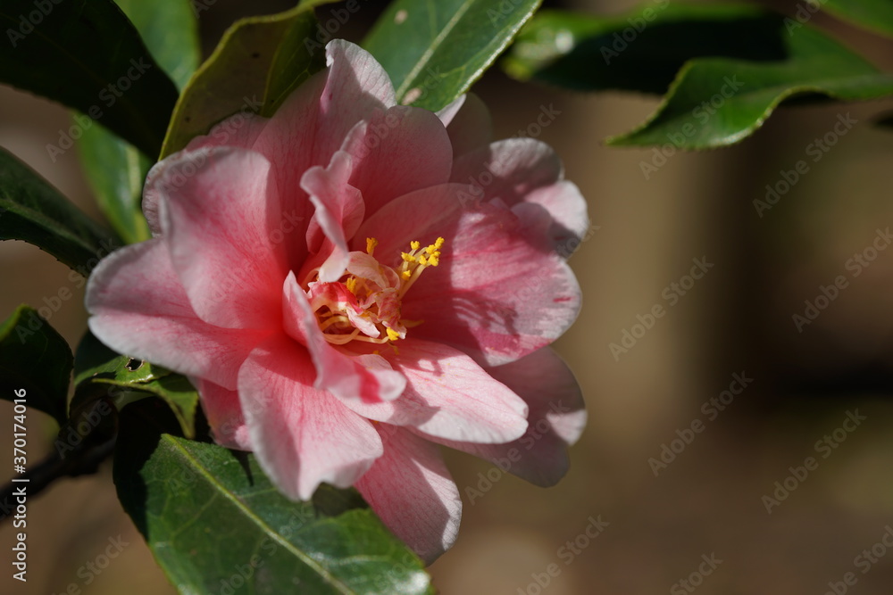 Obraz premium Faint Pink Flower of Camellia in Full Bloom 