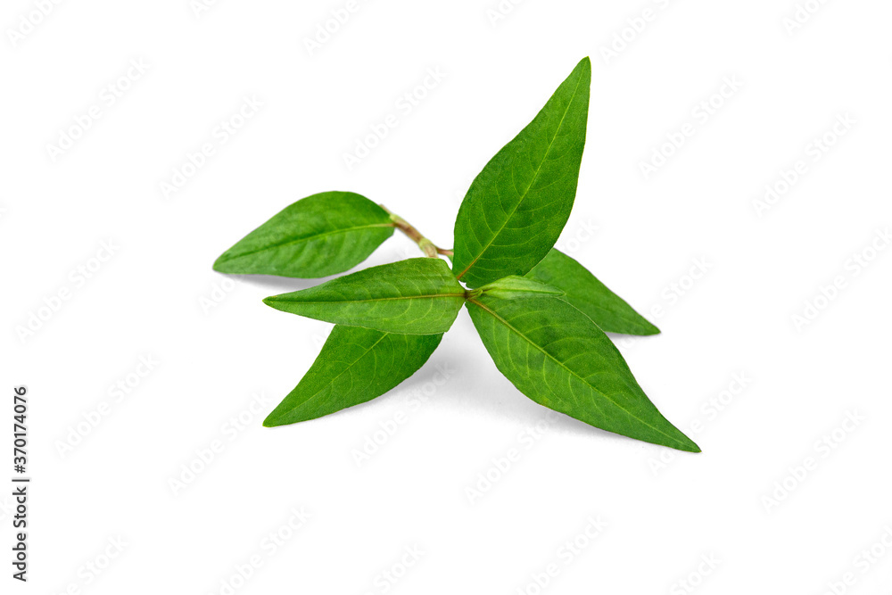 Vietnamese Coriander isolate on white background Vietnamese Coriander isolate on white background