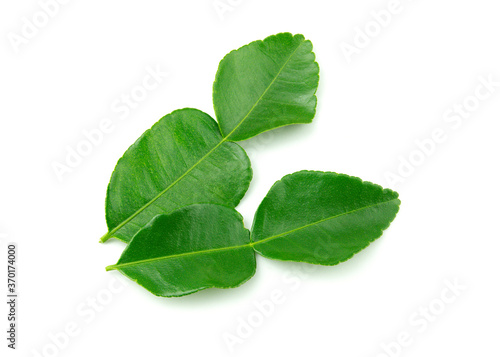 Leaves of bergamot or kaffir lime isolated on white background