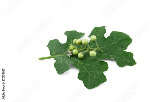 solanum indicum isolated on white background