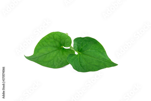 Plu Kaow leaf (Houttuynia cordata Thunb.) isolated on white background photo