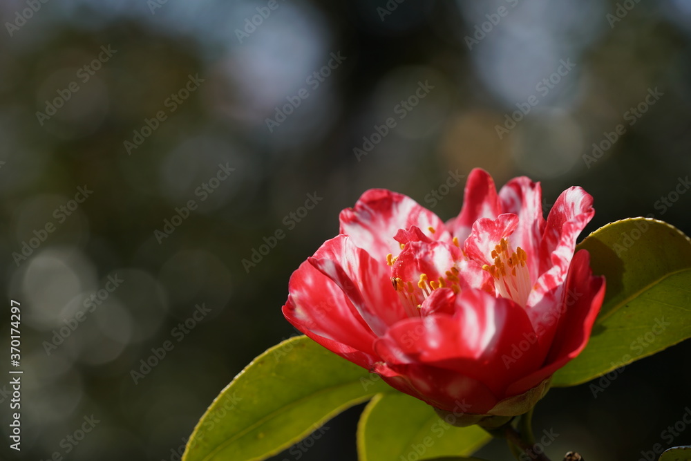 Variegated, Pink and White Flower of Camellia in Full Bloom
Variegated, Pink and White Flower of Camellia in Full Bloom