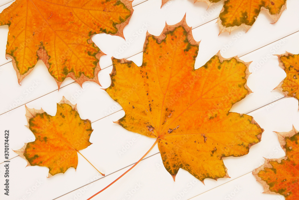 Fototapeta premium yellow maple leaves are on white wooden background