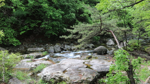 moss covered rocks