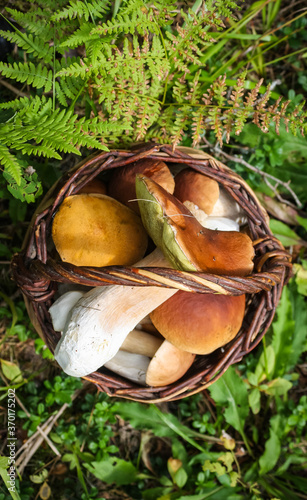 wicker basket with fresh cep porcini mushrooms in autumn forest
