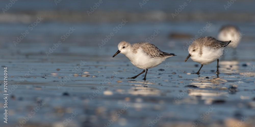 Bécasseau sanderling (Calidris alba - Sanderling) sur la plage de Quend-Plage Bécasseau sanderling (Calidris alba - Sanderling) sur la plage de Quend-Plage