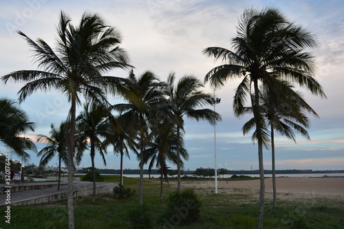 coconut trees on the beach © Alice