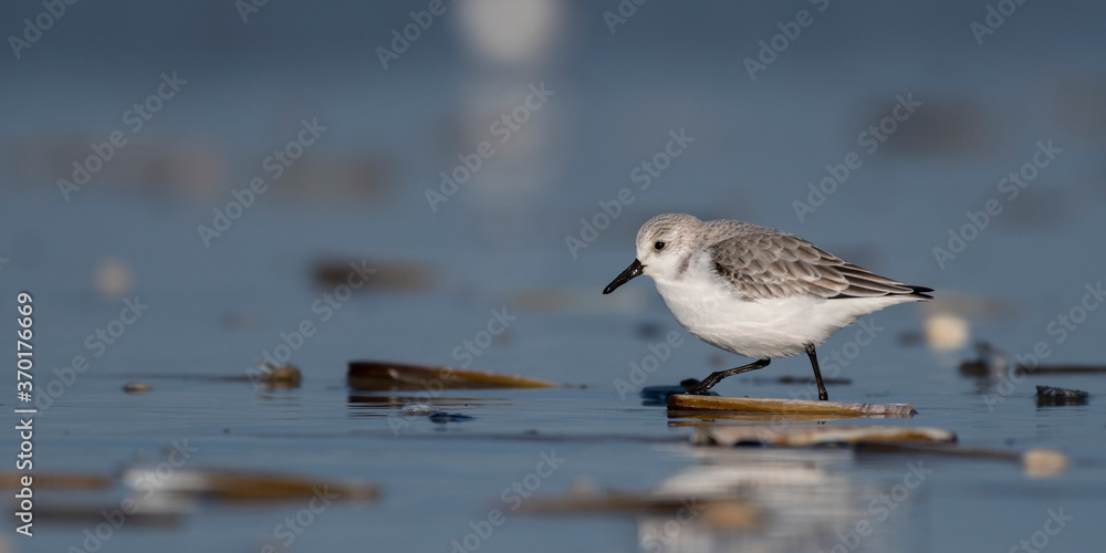 Bécasseau sanderling (Calidris alba - Sanderling) sur la plage de Quend-Plage Bécasseau sanderling (Calidris alba - Sanderling) sur la plage de Quend-Plage