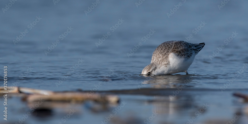 Bécasseau sanderling (Calidris alba - Sanderling) sur la plage de Quend-Plage Bécasseau sanderling (Calidris alba - Sanderling) sur la plage de Quend-Plage