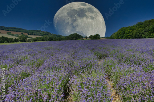 Mond im Mohnfeld in einer Landschaft bei klaren Himmel