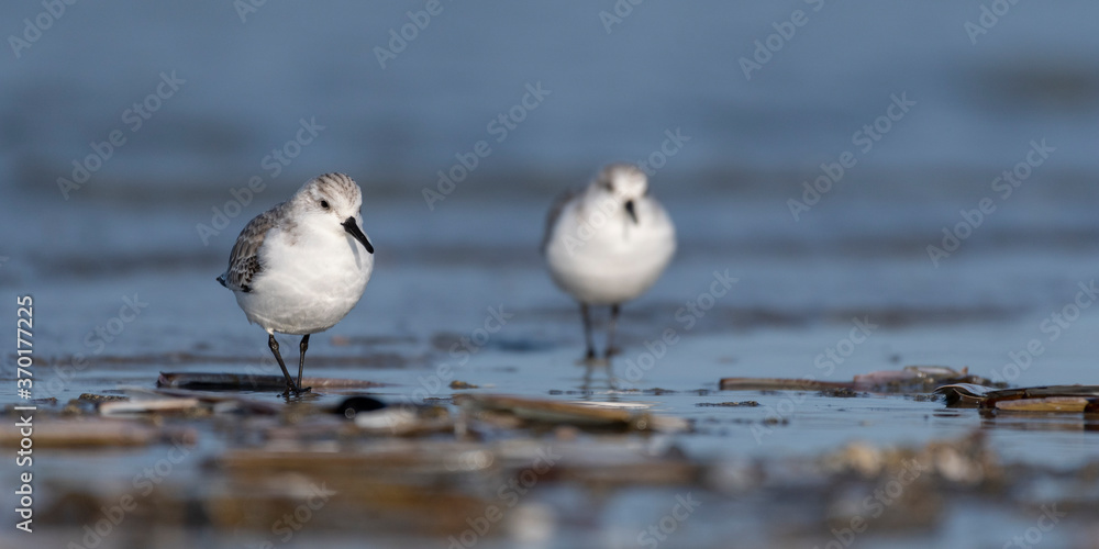 Bécasseau sanderling (Calidris alba - Sanderling) sur la plage de Quend-Plage Bécasseau sanderling (Calidris alba - Sanderling) sur la plage de Quend-Plage
