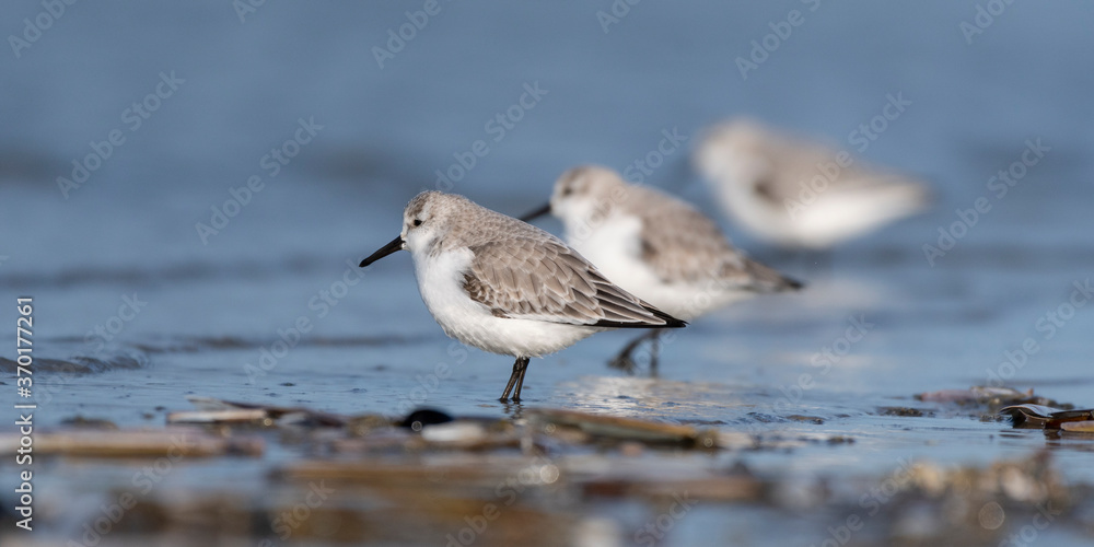 Bécasseau sanderling (Calidris alba - Sanderling) sur la plage de Quend-Plage Bécasseau sanderling (Calidris alba - Sanderling) sur la plage de Quend-Plage