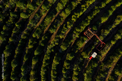 Aerial view of combine harvester in coffee field