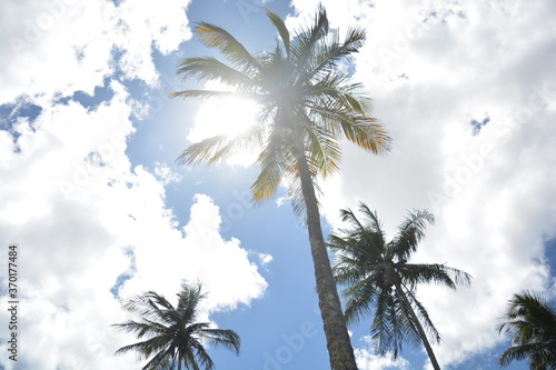 summer day and coconut trees