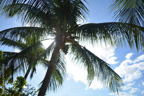 sunny day and coconut trees